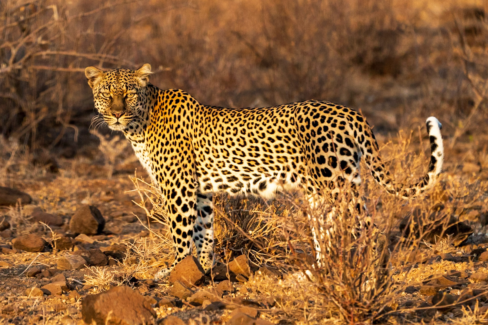 Leopard, Samburu Simba Lodge
