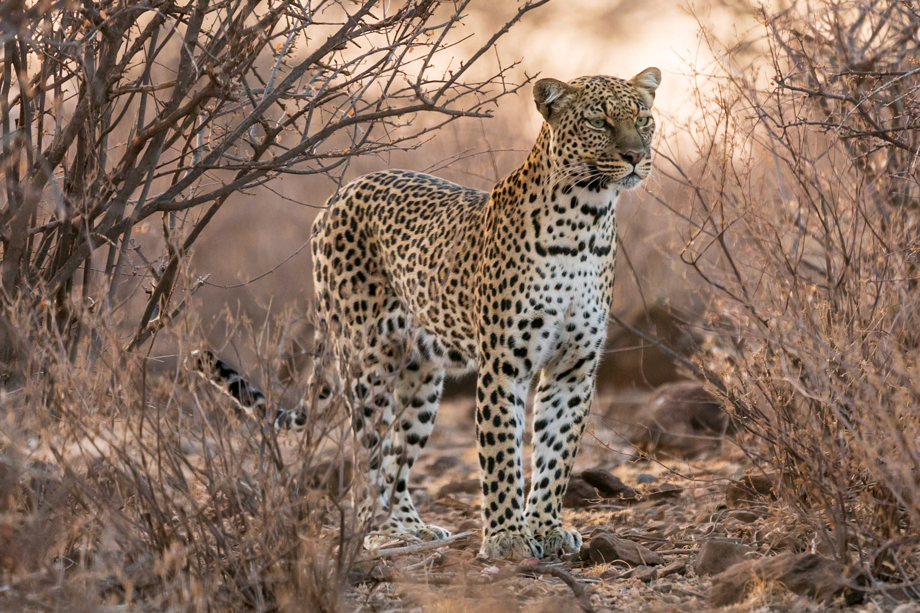 Leopard, Samburu Simba Lodge