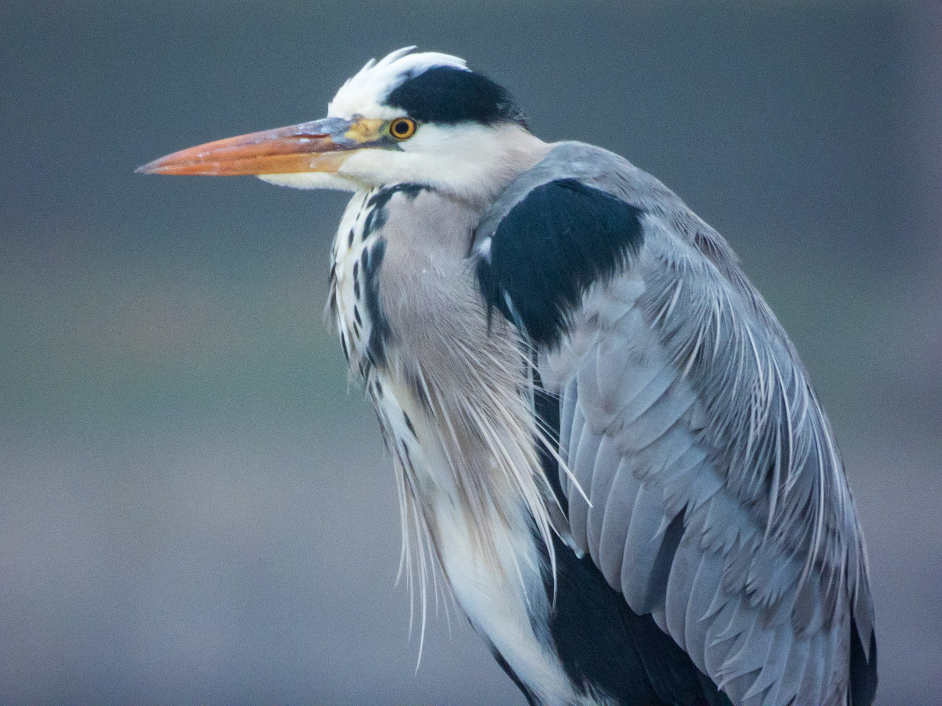 Gray Heron, Lac de Créteil