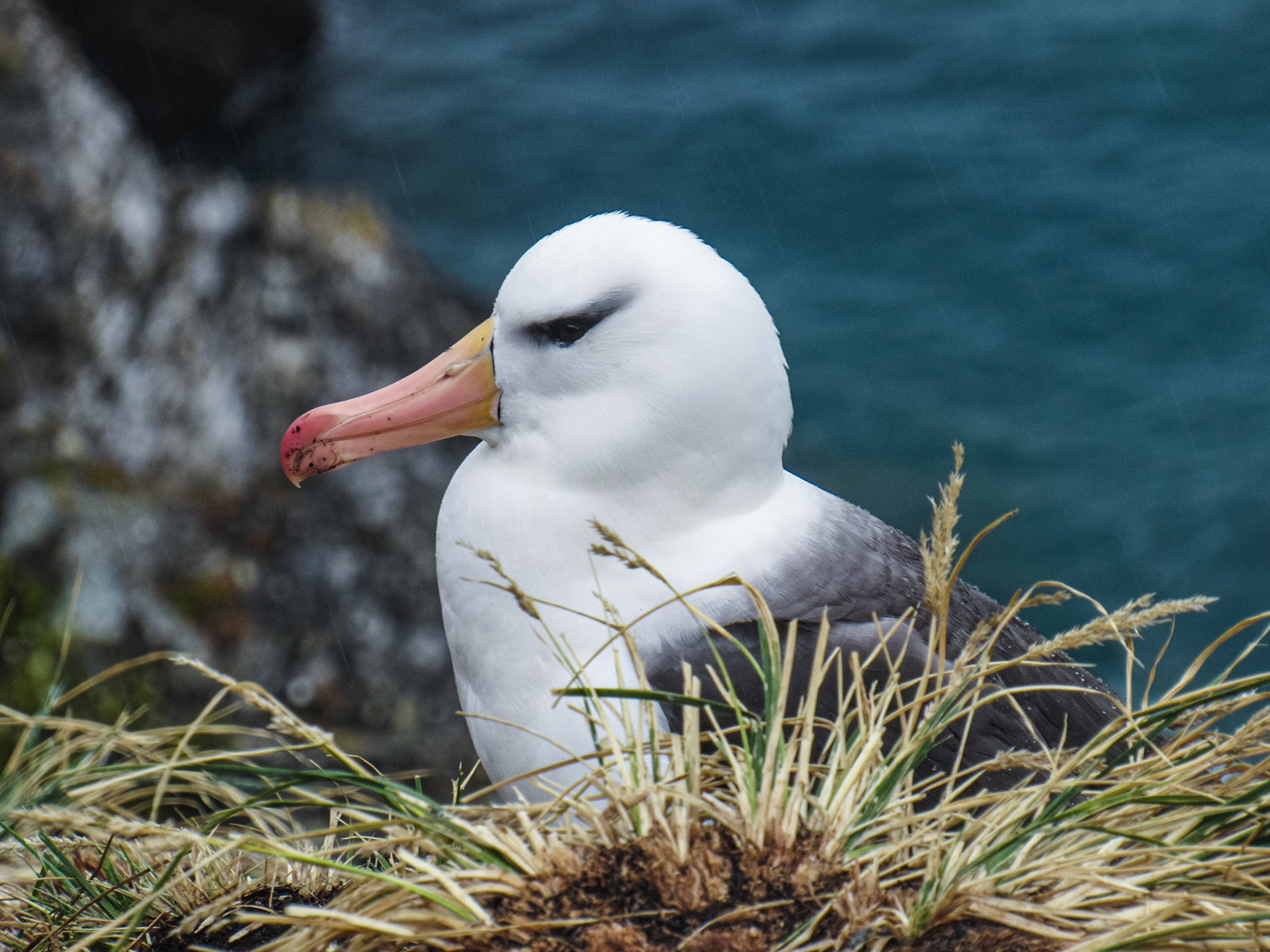 Black-browed Albatross, Estrecho de Magallanes