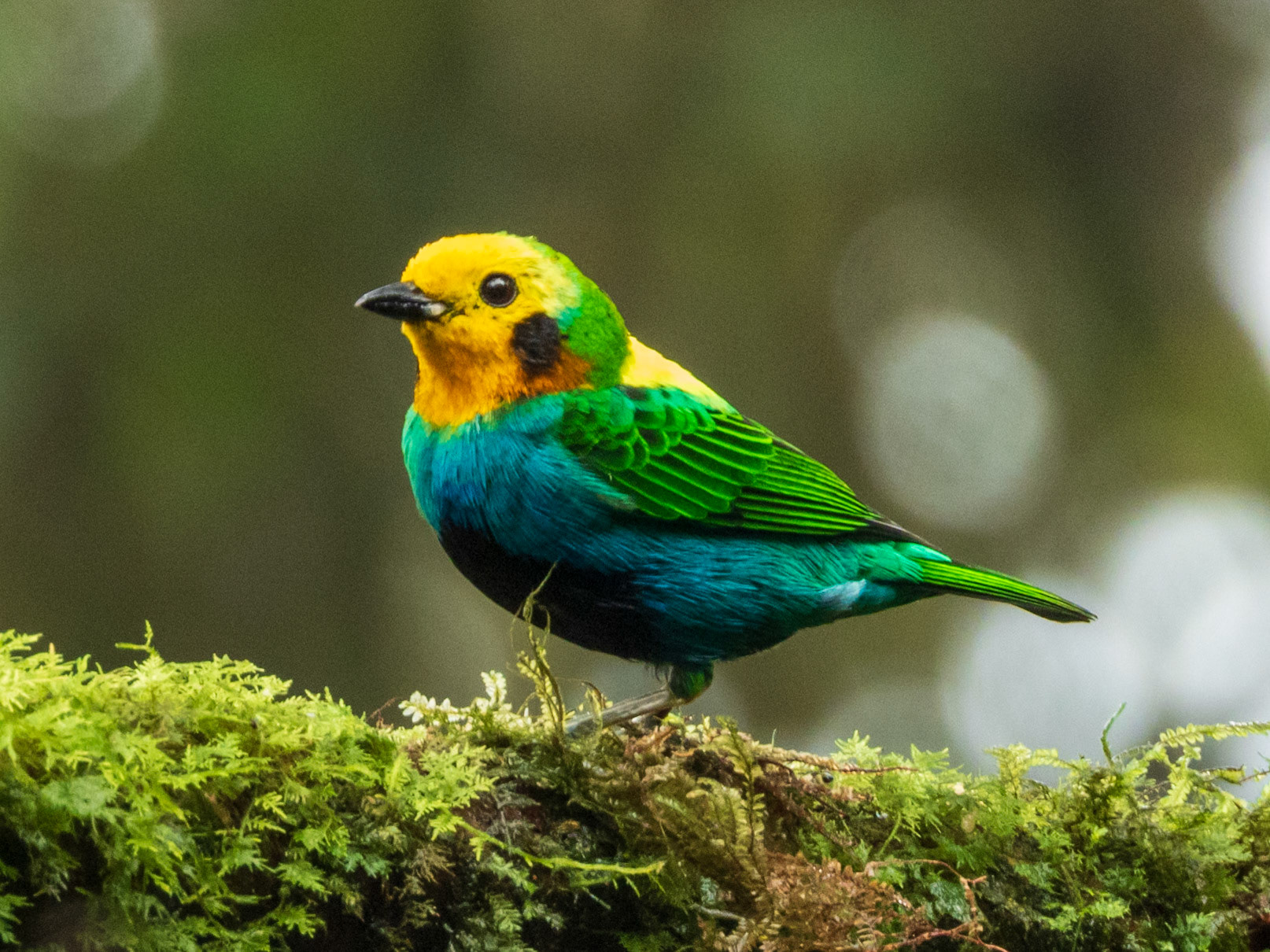 Multicolored Tanager, Finca Bosque de Niebla