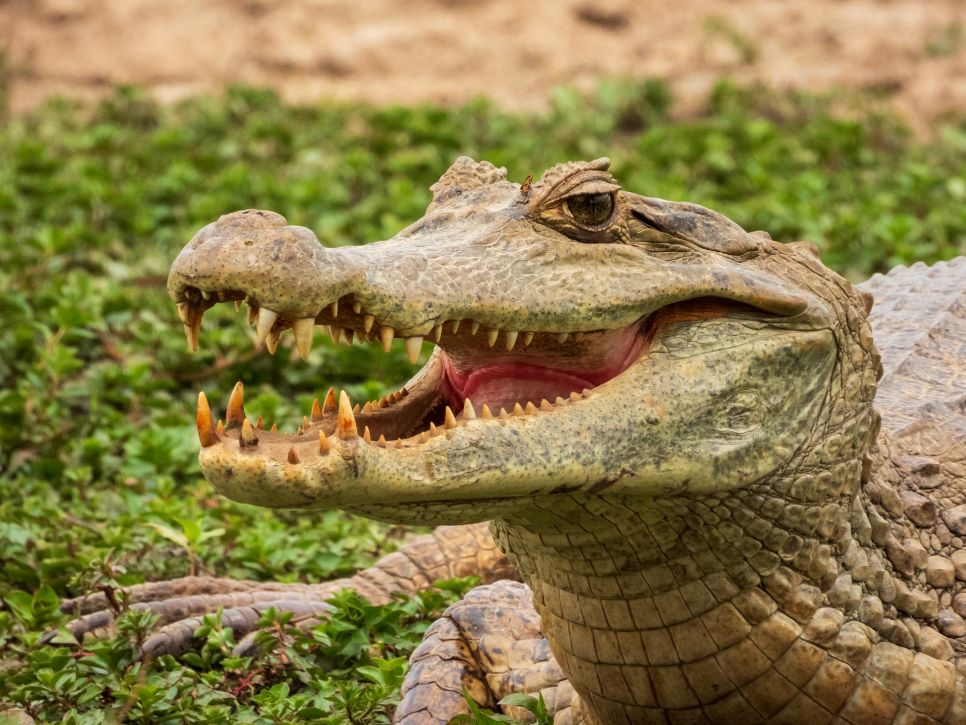Spectacled Caiman, Hato la Aurora