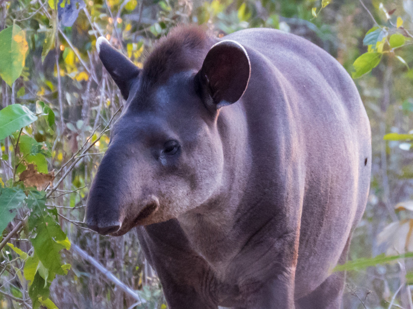 South American Tapir, Pouso Alegre Lodge