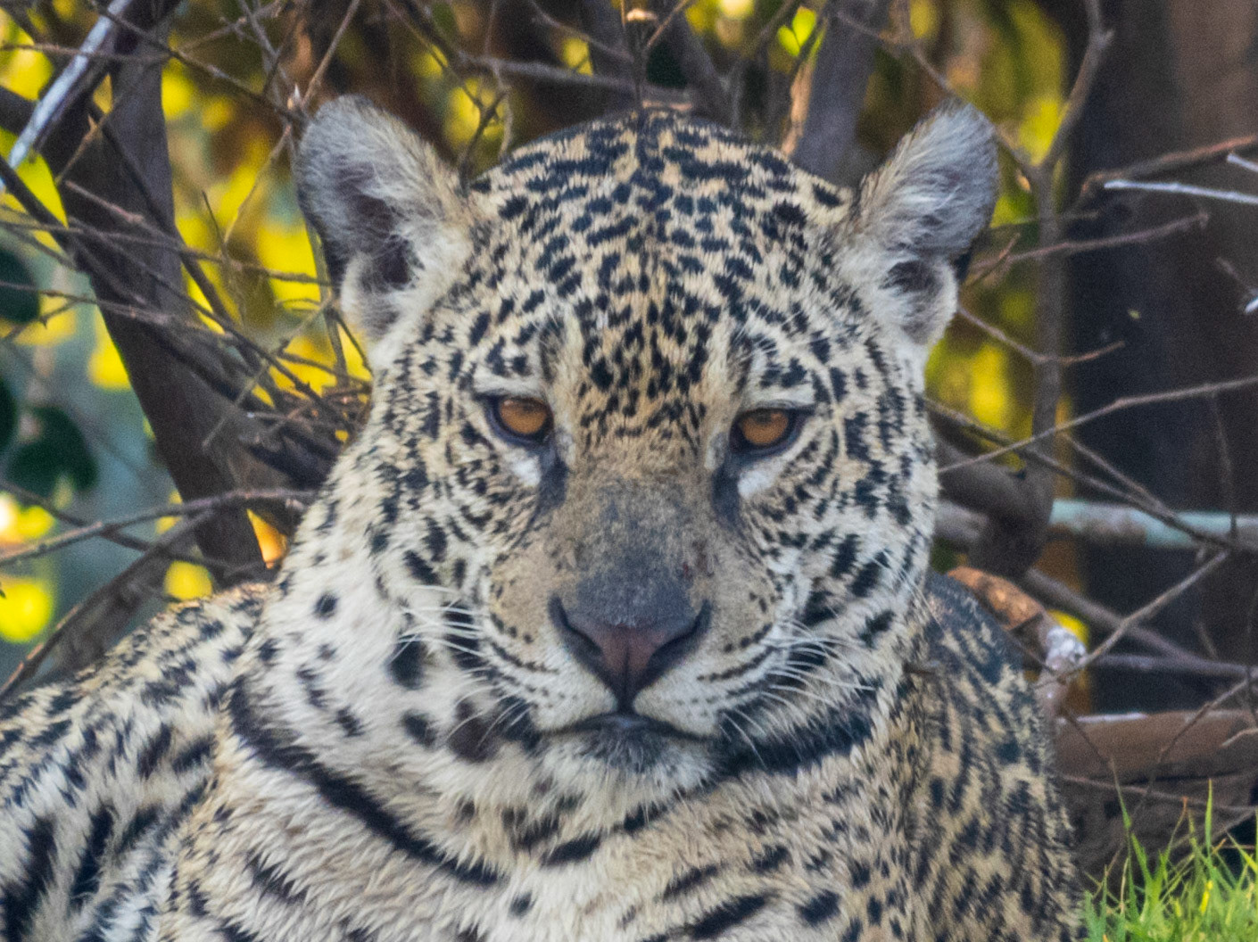 Jaguar, Porto Jofre