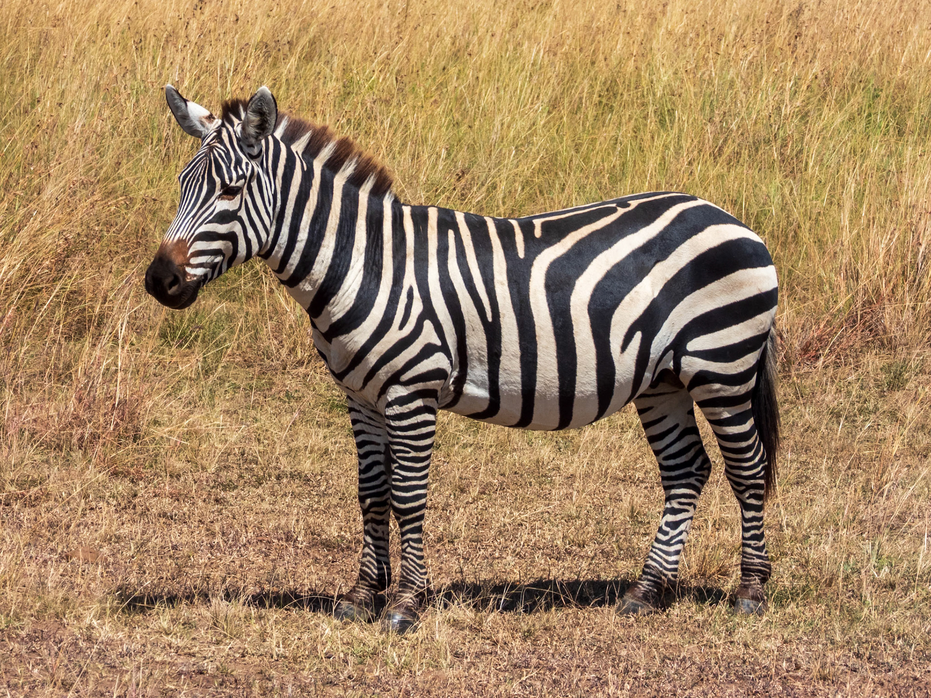 Plains Zebra, Melting Bush Camp