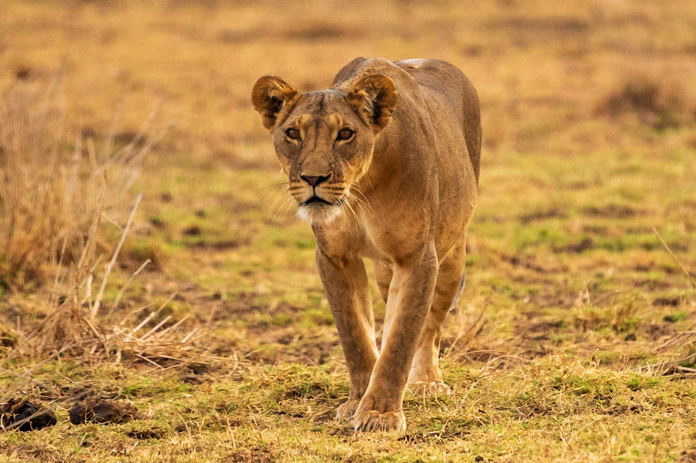 Lion, Samburu Simba Lodge
