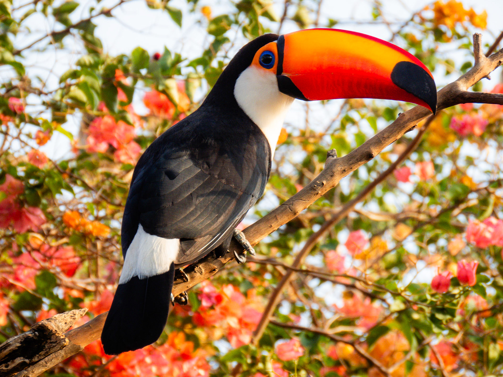 Toco Toucan, Pousada Aguape