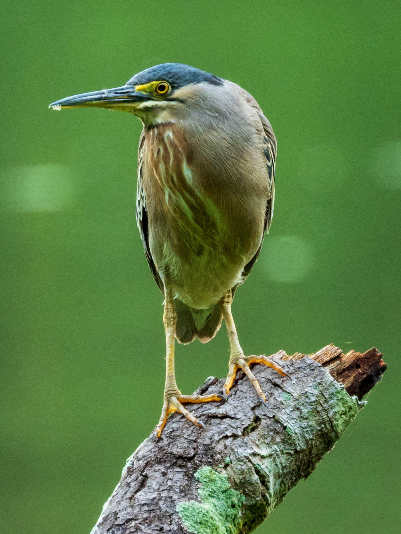 Striated Heron, Charca de Guarinocito