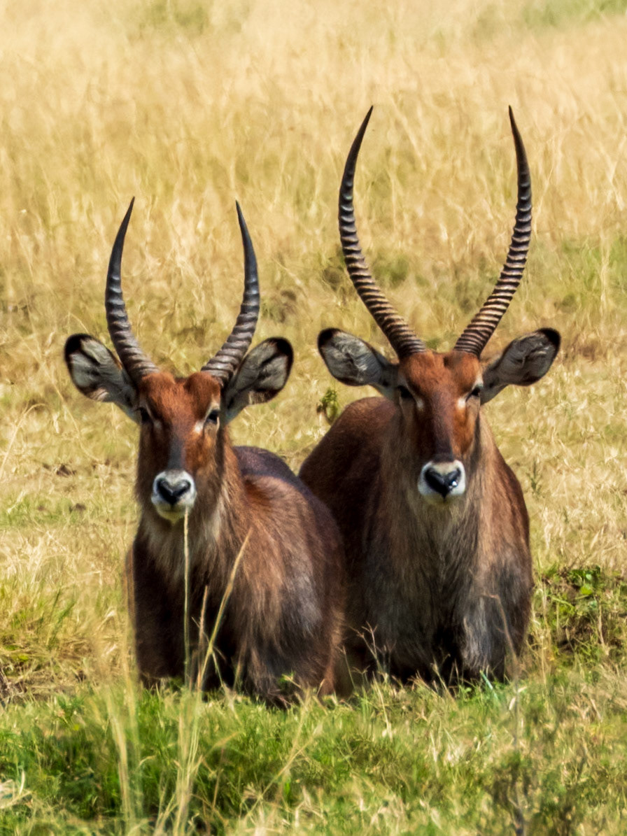 Waterbuck, Melting Bush Camp