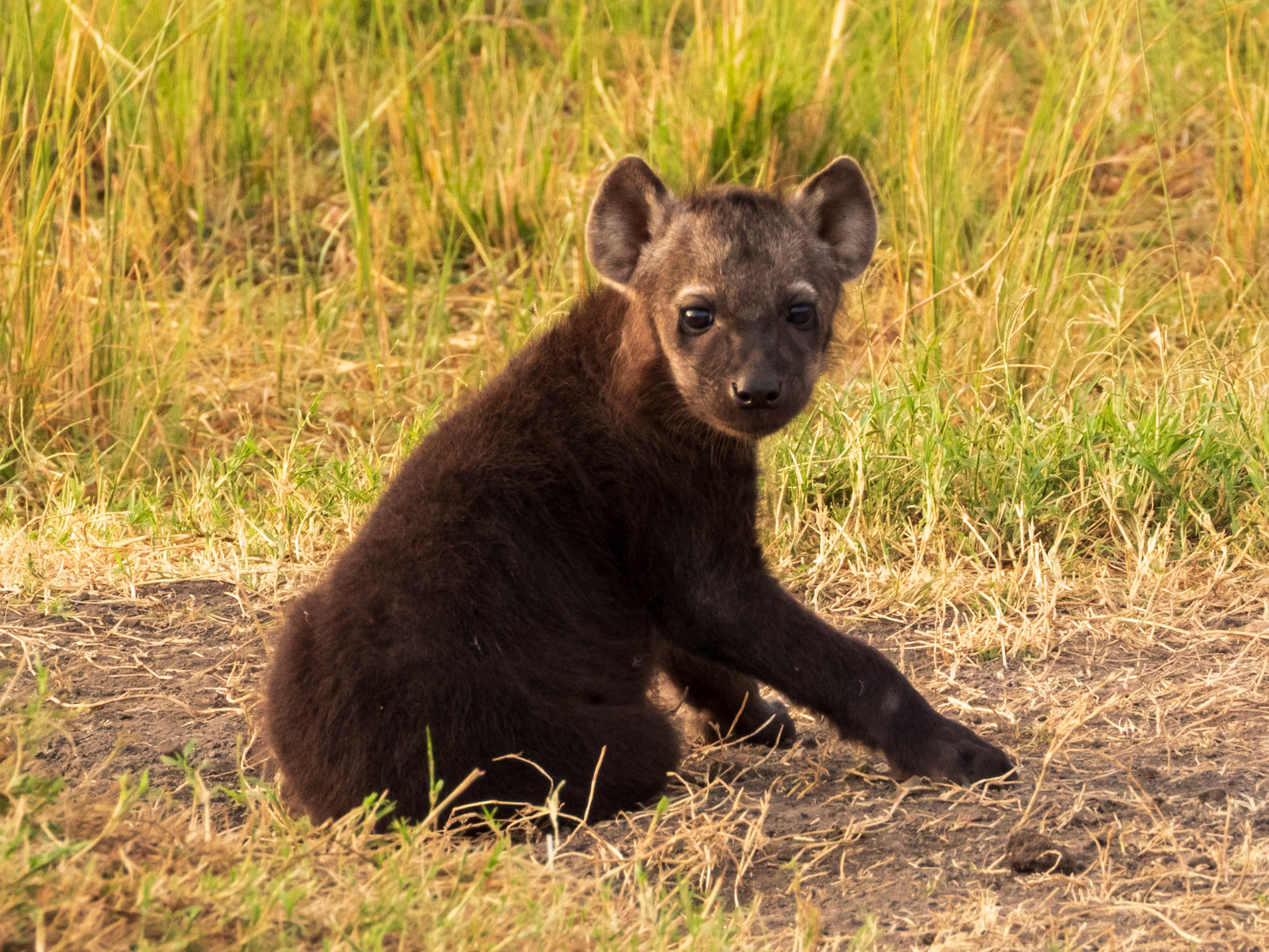 Spotted Hyena, Melting Bush Camp