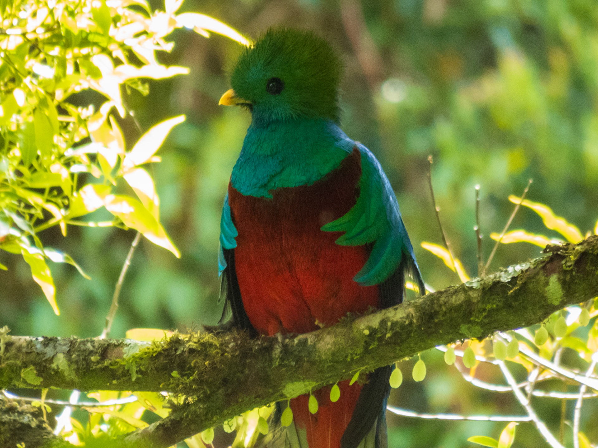 Resplendent Quetzal, Boquete Tree Trek