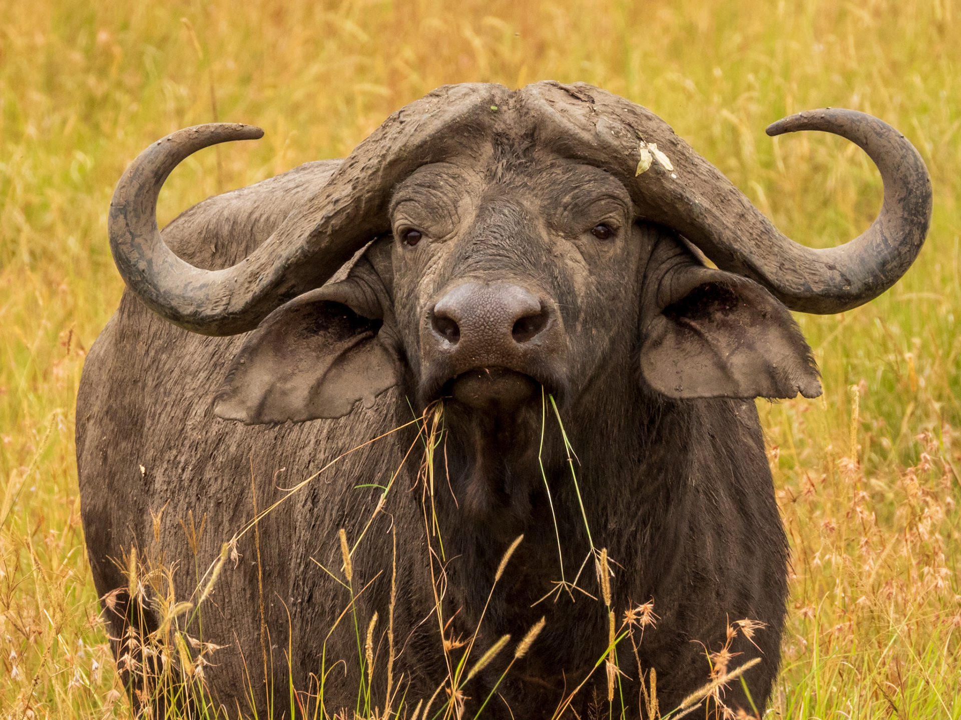 African Buffalo, Melting Bush Camp
