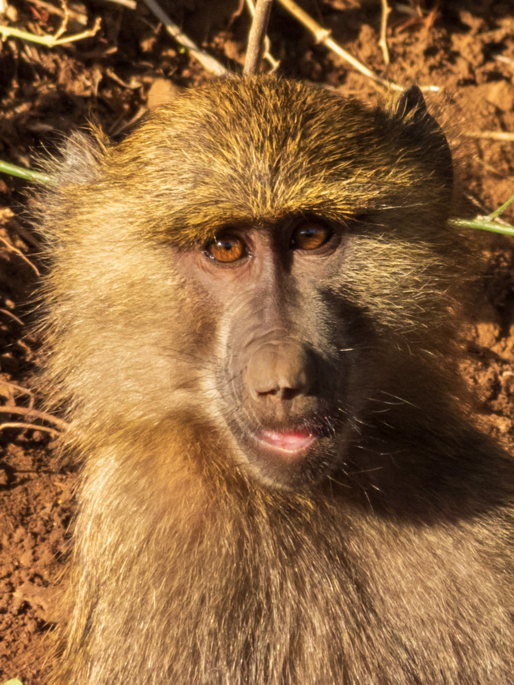 Olive Baboon, Samburu Simba Lodge