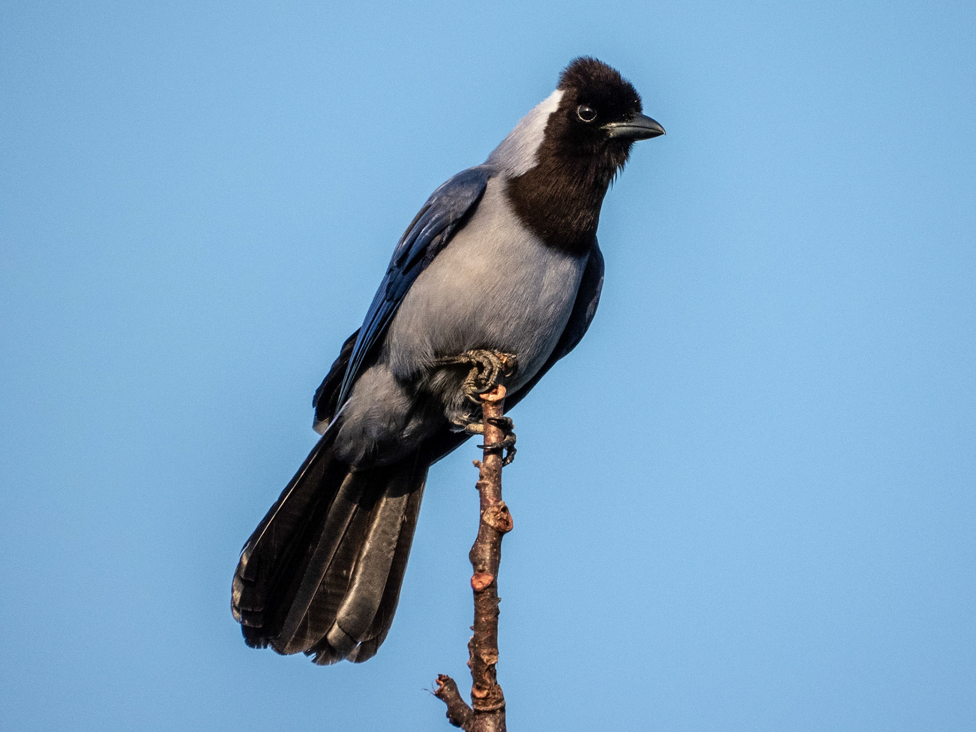 Violaceous Jay, Hato la Aurora