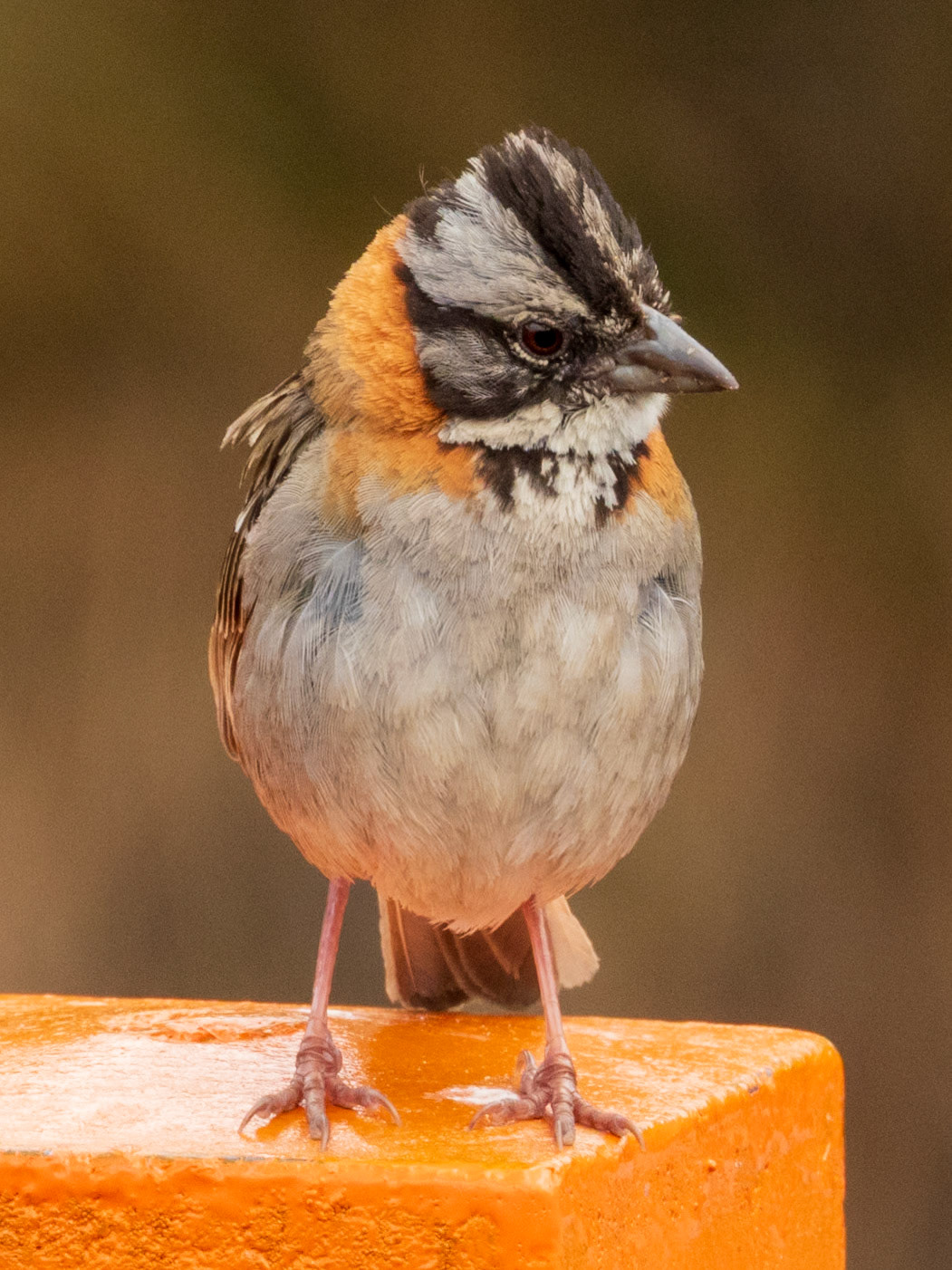 Rufous-collared Sparrow, Parque Nacional Natural Los Nevados