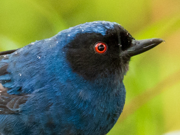 Masked Flowerpiercer, Parque Nacional Natural Tatamá