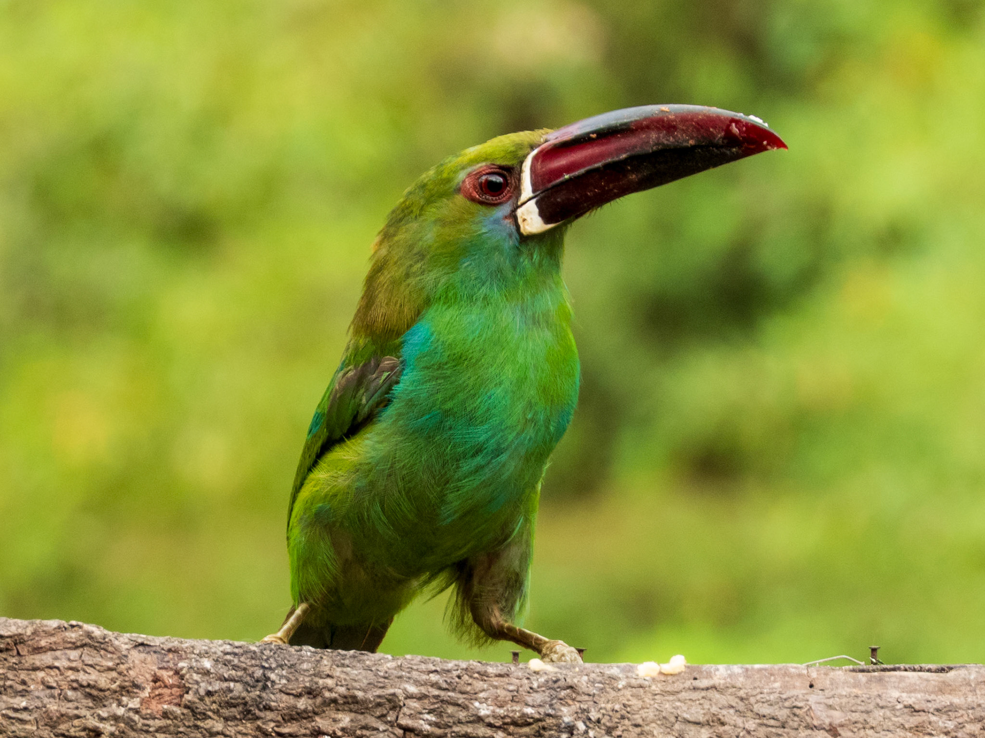 Crimson-rumped Toucanet, Demostrativa Don Miguel Reserva Natural