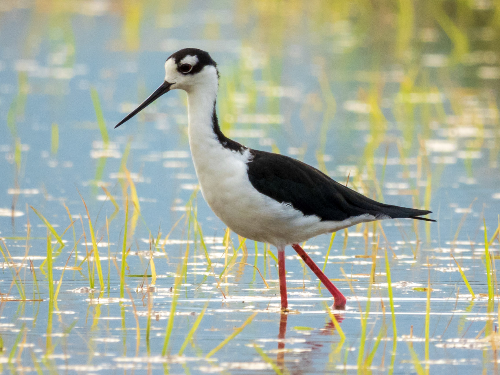 Black-necked Stilt, Laguna El Juncal