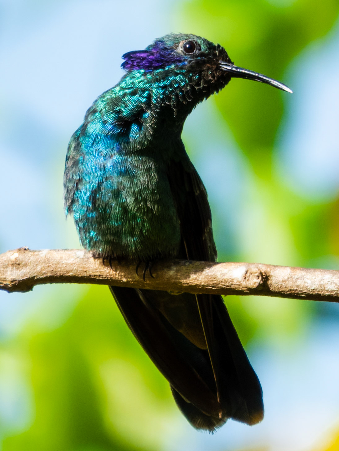 Lesser Violetear, Cuchilla San Lorenzo