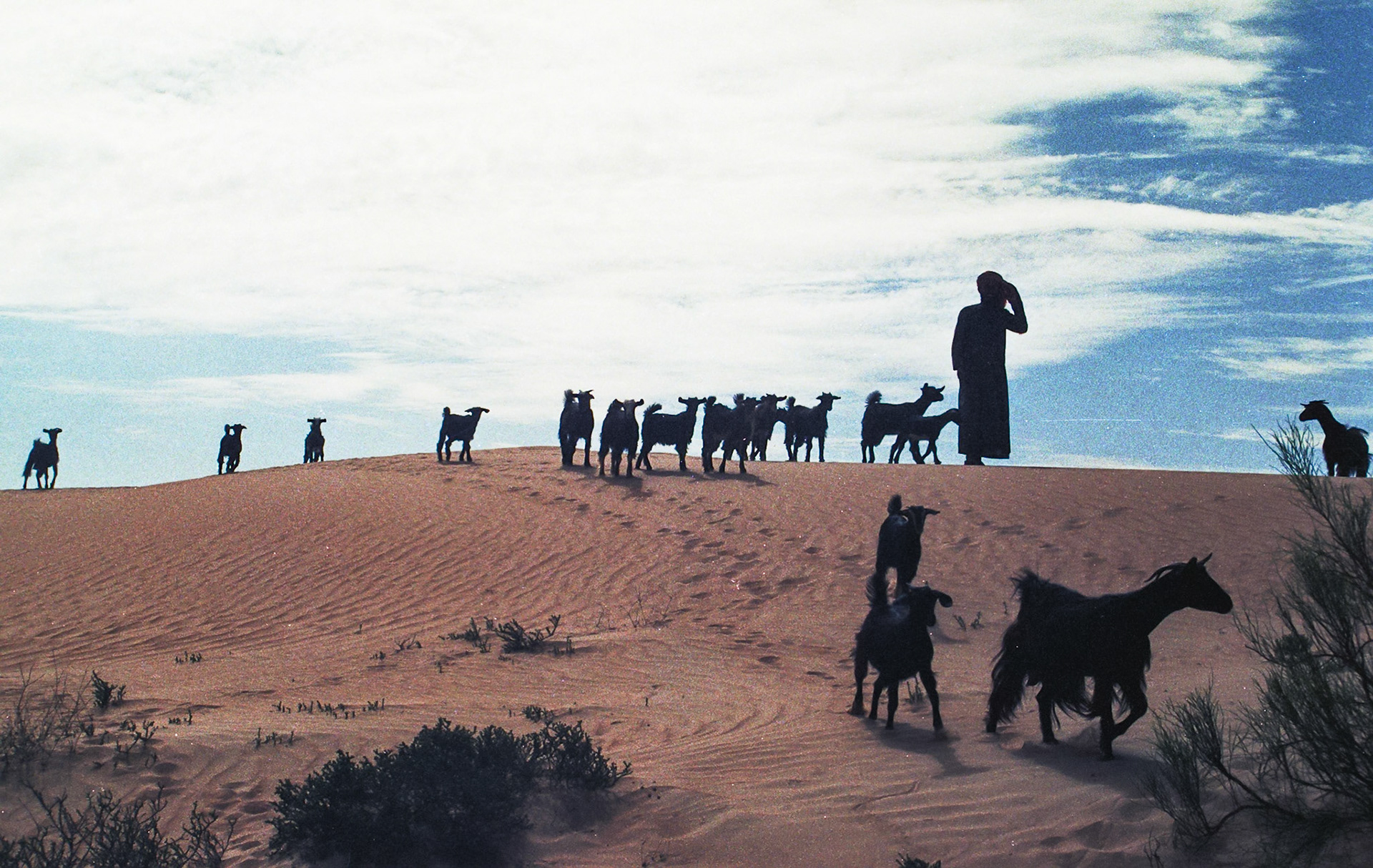Goatherd, Wahiba Sands
