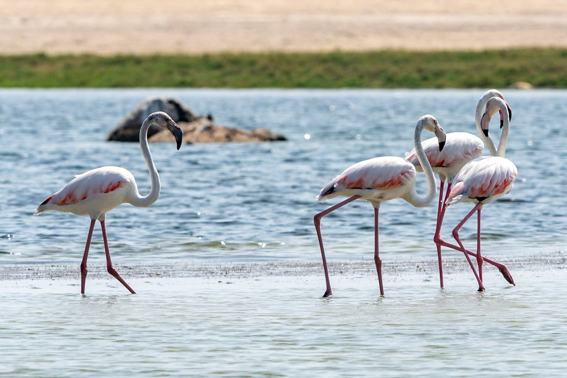 Greater Flamingoes, Wadi Ashawq, Salalah