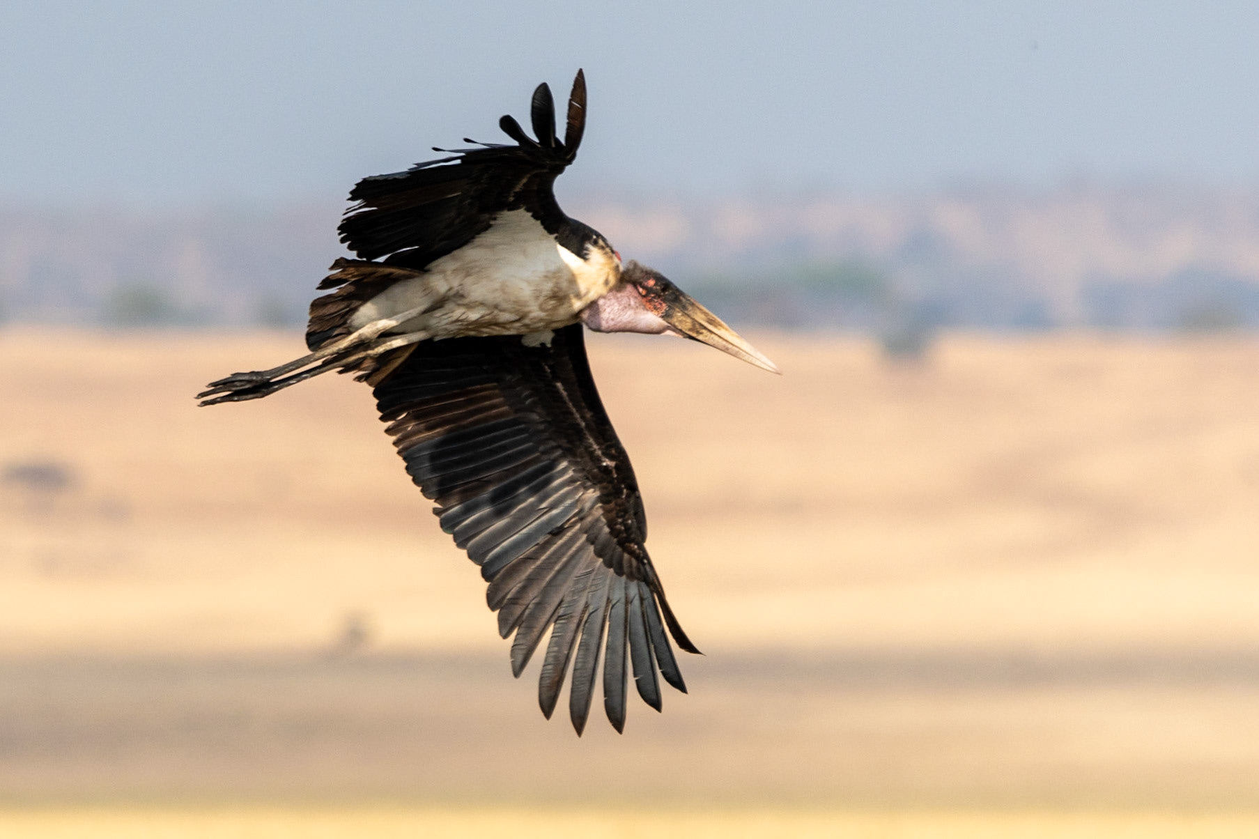Marabou Stork, Tarangire National Park