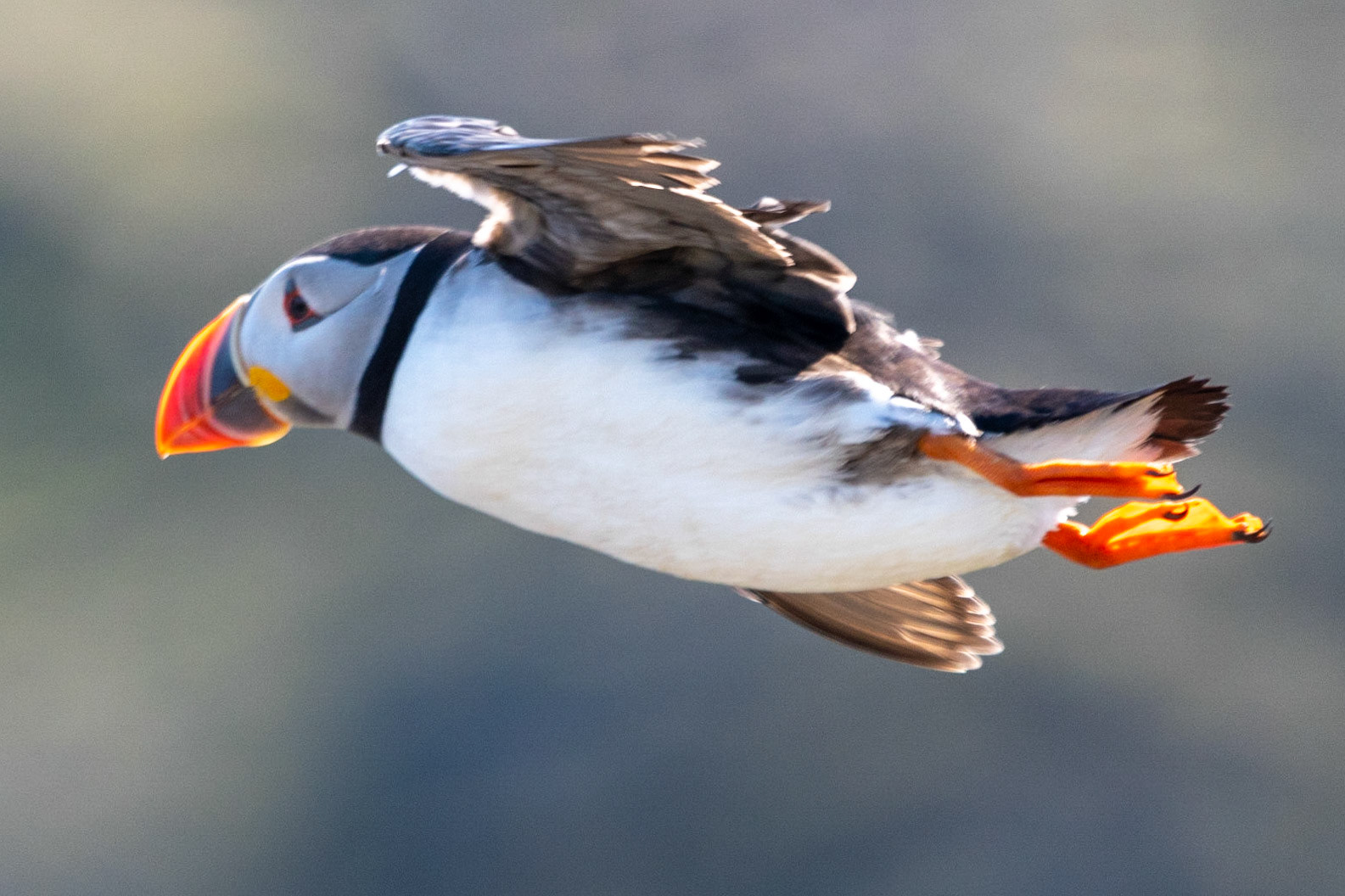 Puffin, Dyrholaey, Iceland