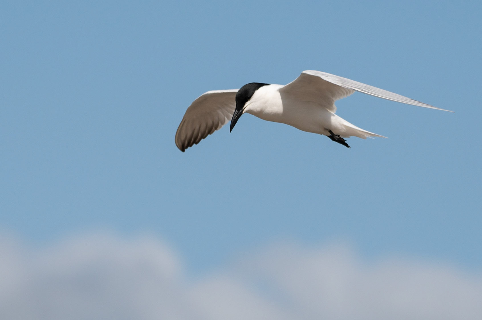 Gull-billed Tern, Cairns, Queensland, Australia