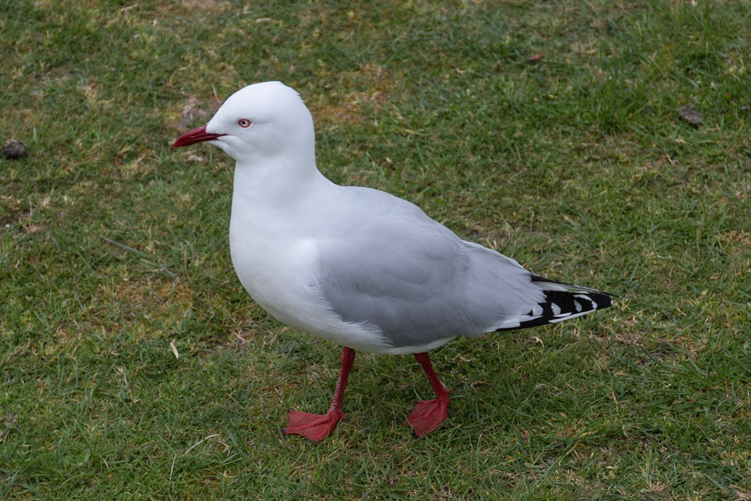 Red-billed Gull, Port Arthur, Tas