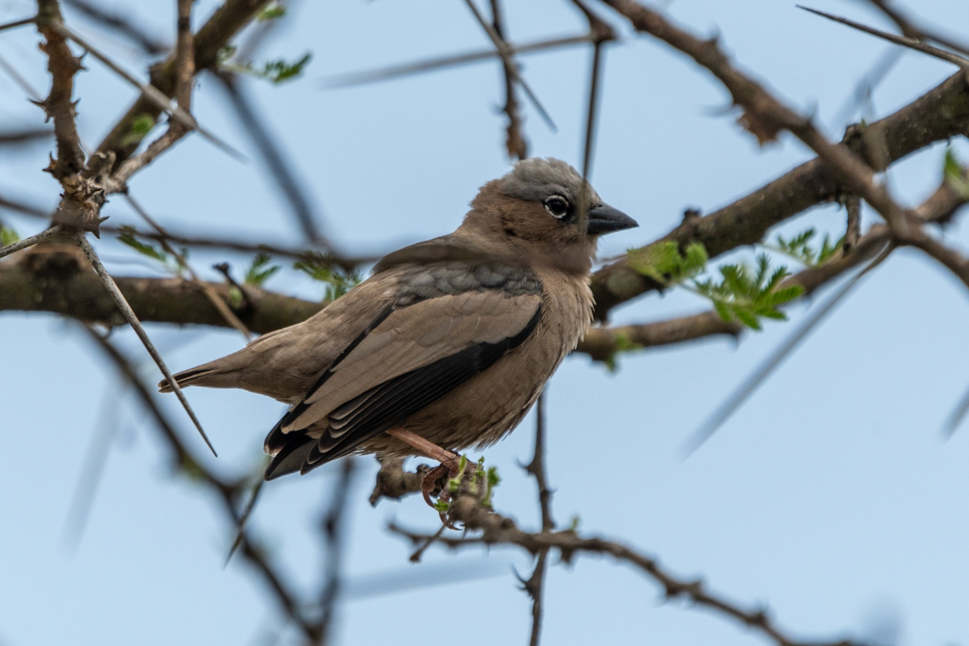 Grey-capped Social Weaver, Serengeti