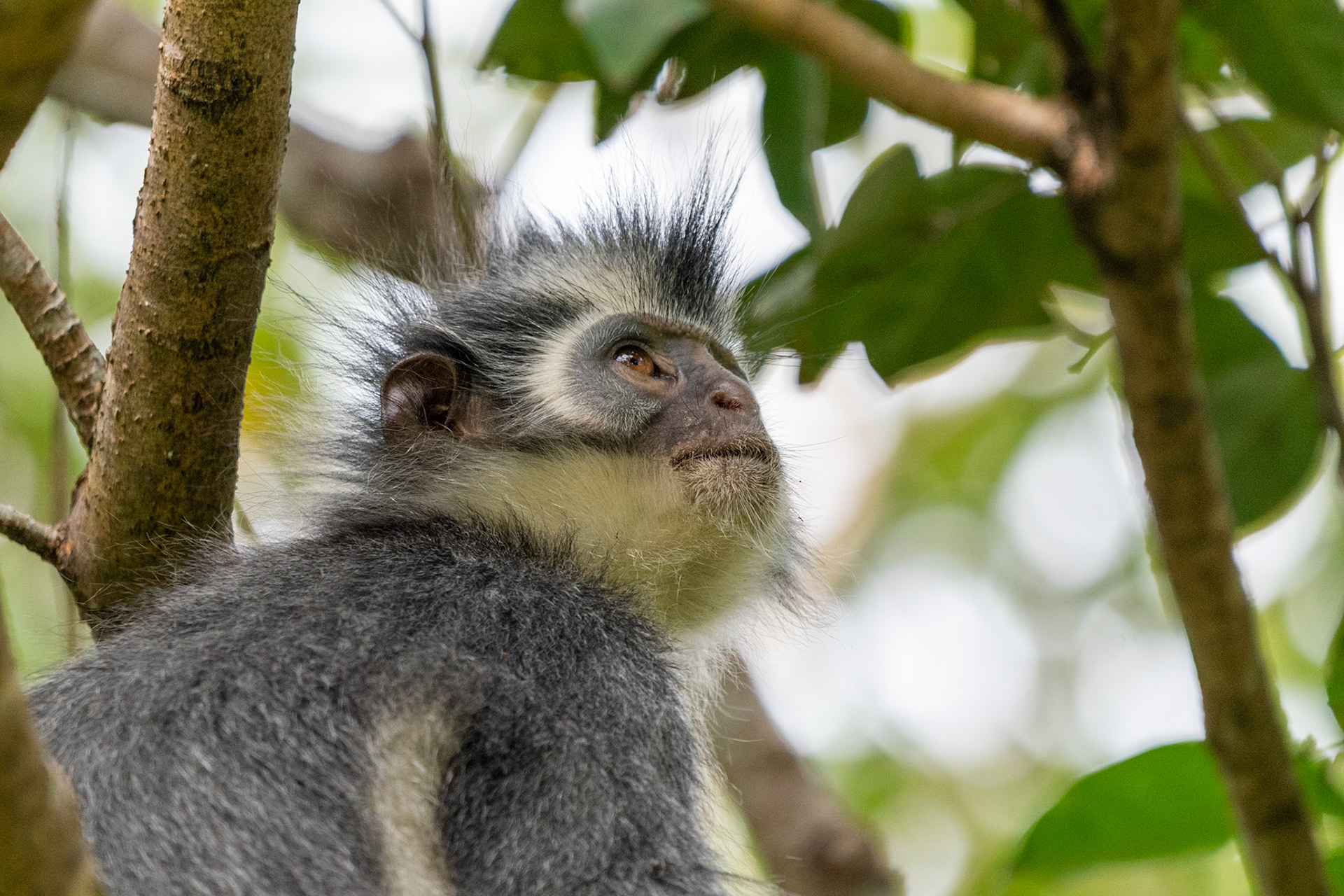 Thomas's Langur, Bukit Lawang, Indonesia (BBC Wildlife magazine)