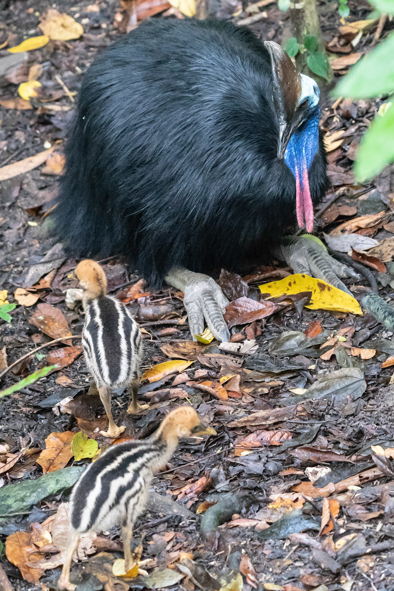 Cassowary, near Kuranda, Qld