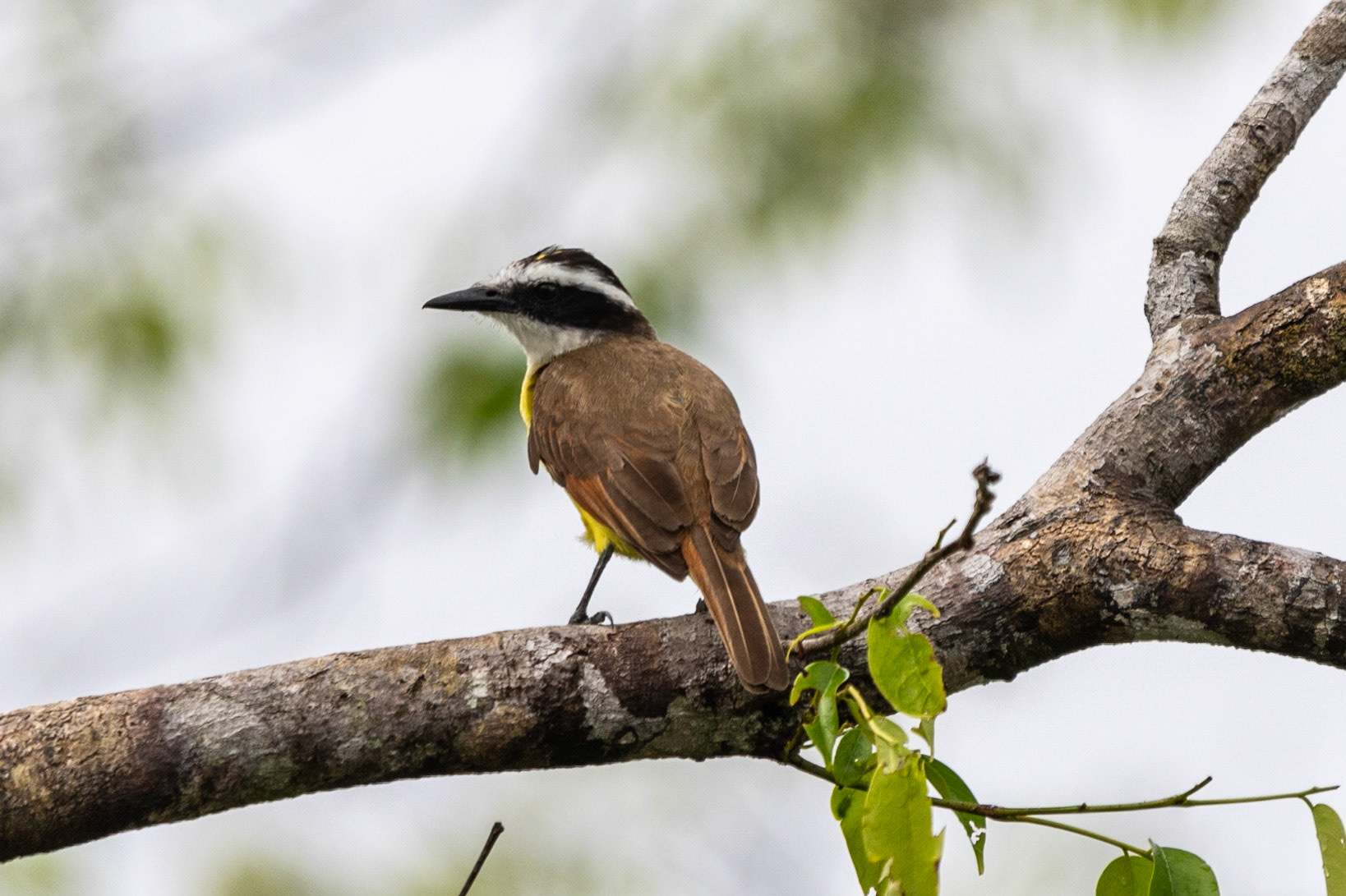 Great Kiskadee, Tortuguero