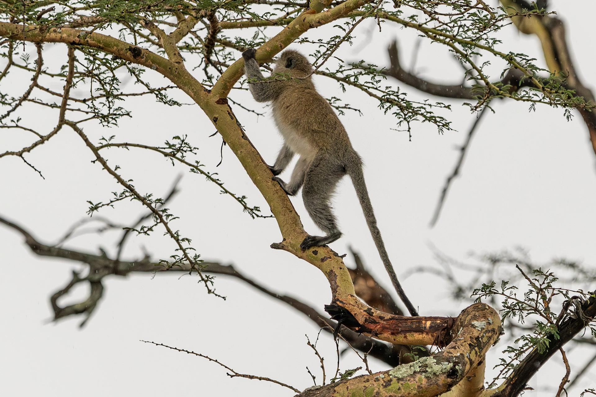 Black-faced Vervet Monkey, Lake Nakuru National Park, Kenya