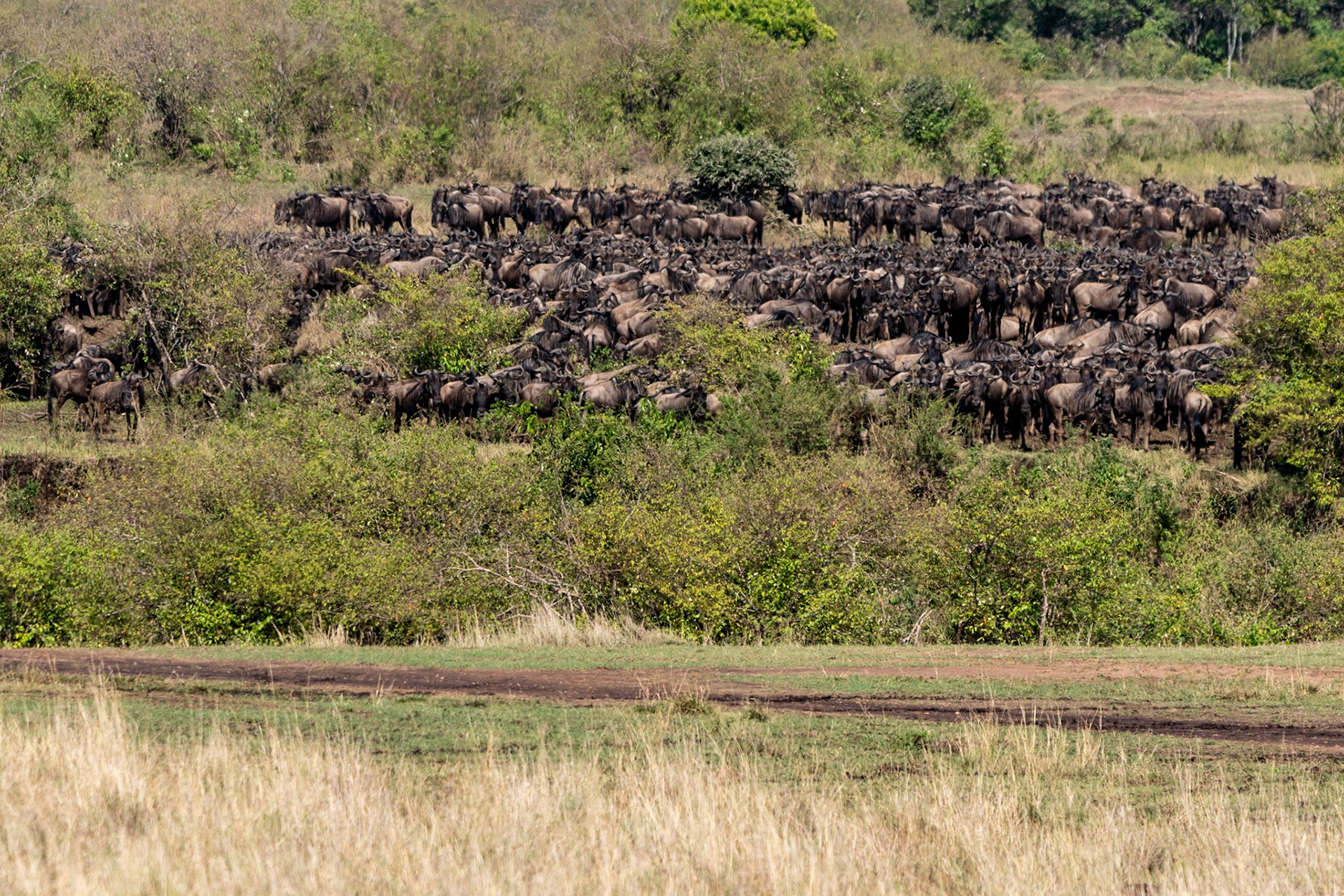 Wildebeests waiting to cross Mara River, Maasai Mara