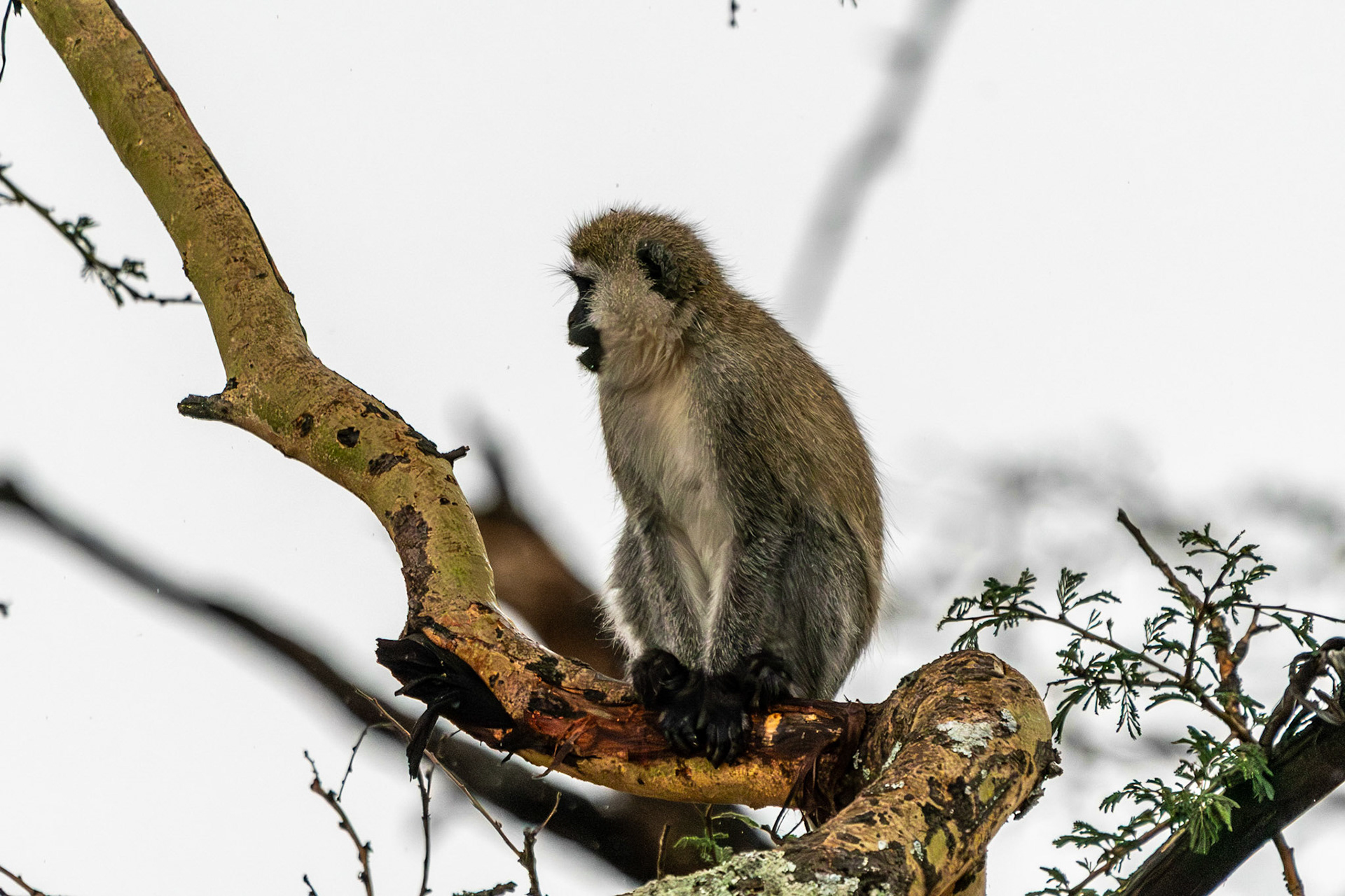 Black-faced Vervet Monkey, Lake Nakuru National Park, Kenya