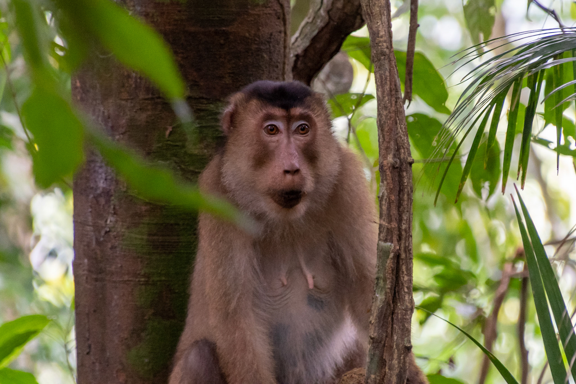 Southern pig-tailed macaque, Bukit Lawang, Indonesia