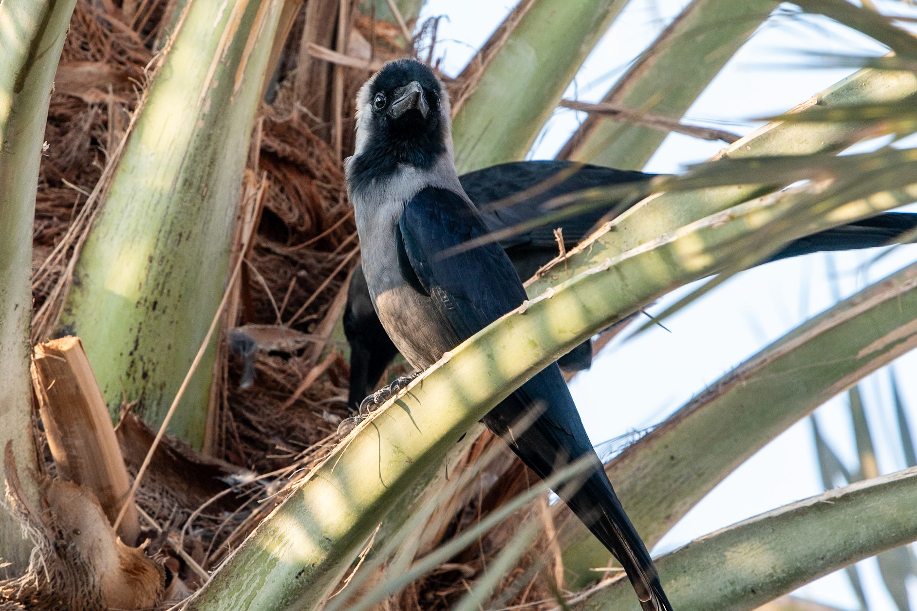 Hooded Crows, Atana Khasab Hotel, Khasab