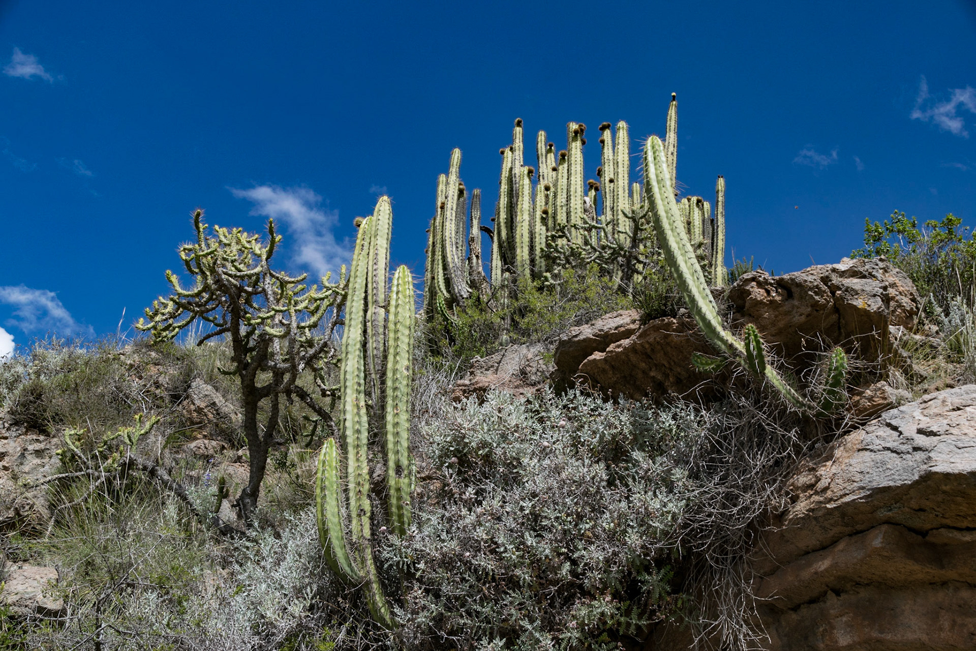 Cacti, Colca Canyon