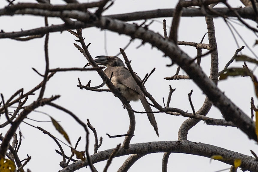 Indian Grey Hornbill, Khajuraho
