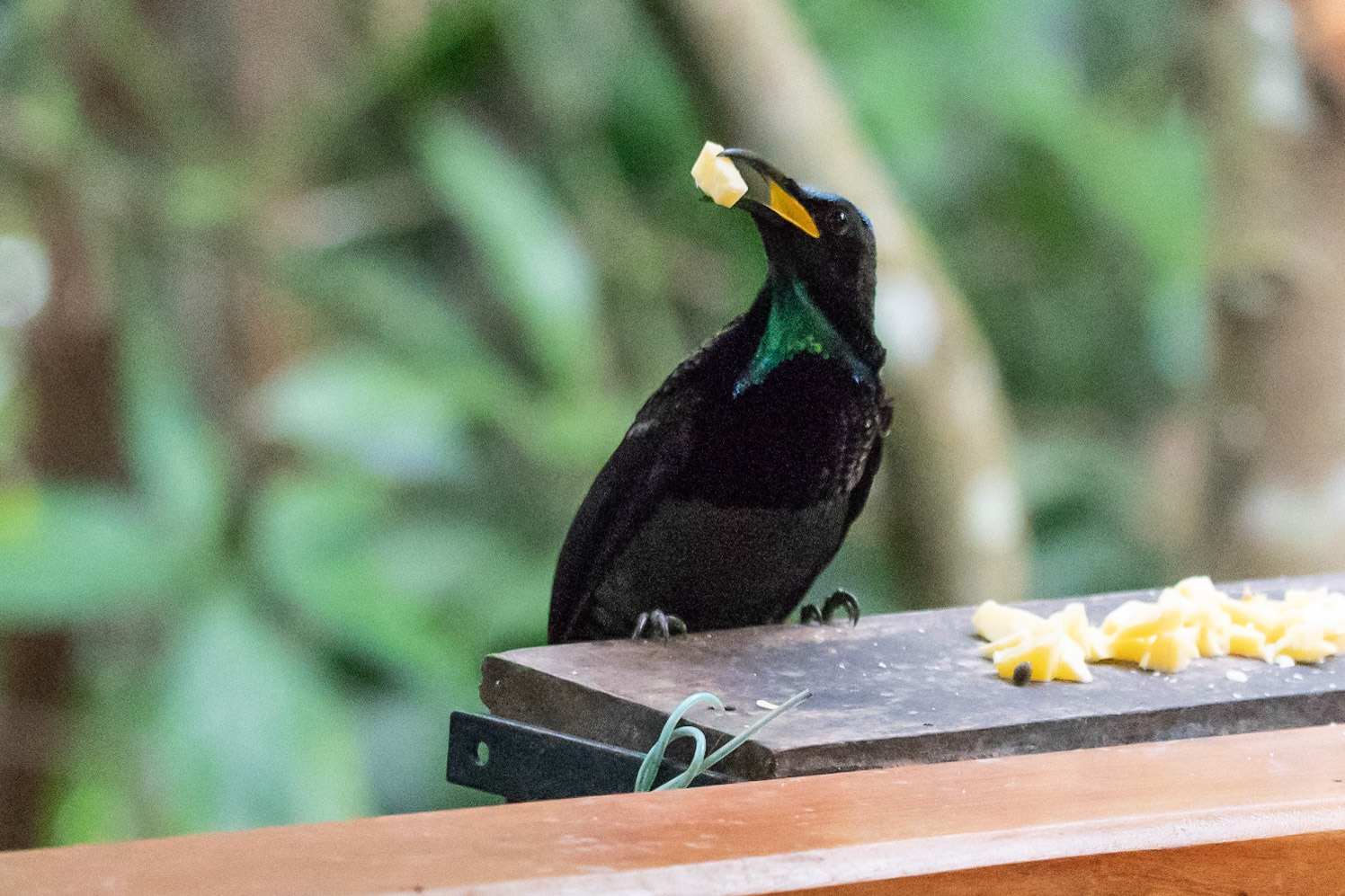 Magnificent Riflebird, near Kuranda, Qld