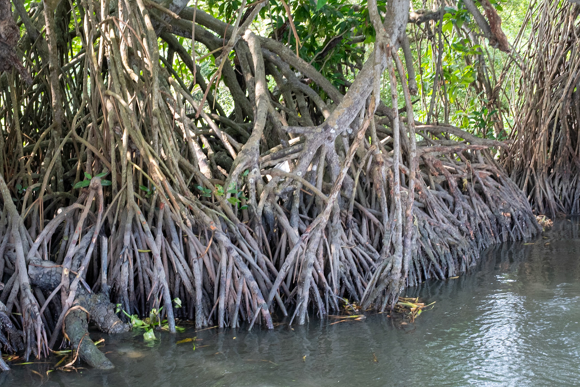Mangrove roots, Backwaters, Kochi