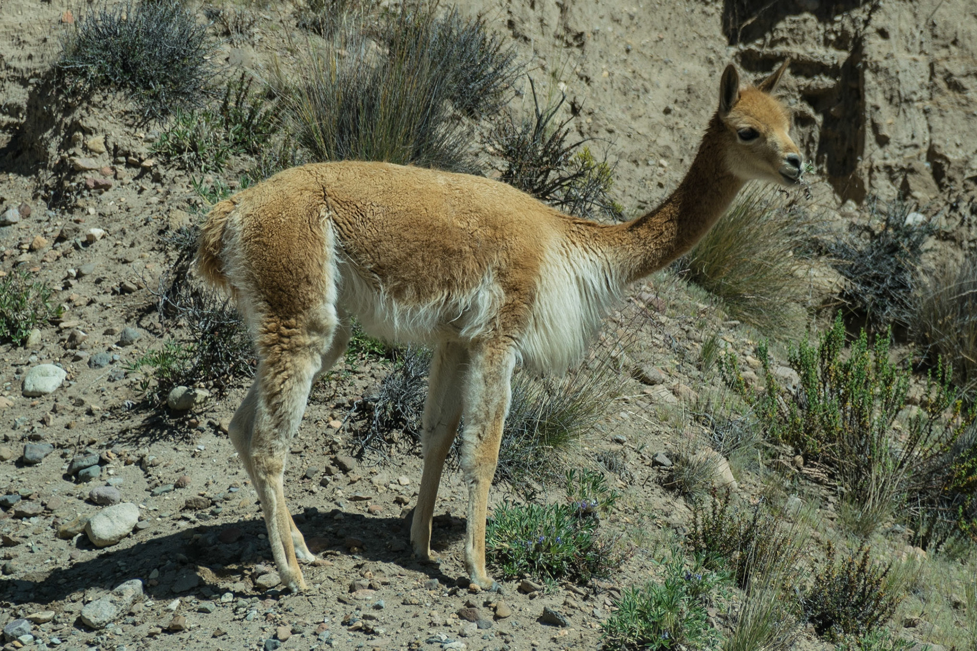 Vicuna, en route to Chivay