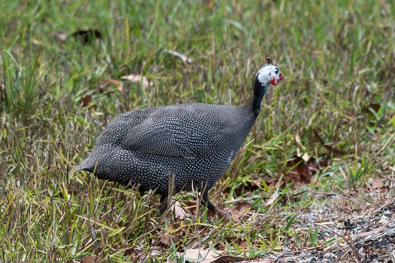 Guinea Fowl, Atherton Tablelands, Qld