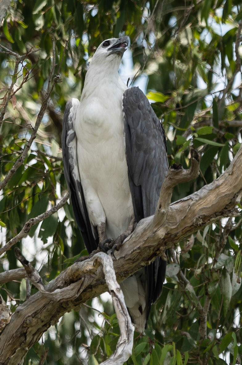 White-bellied Sea Eagle, Yellow Water Billabong, NT