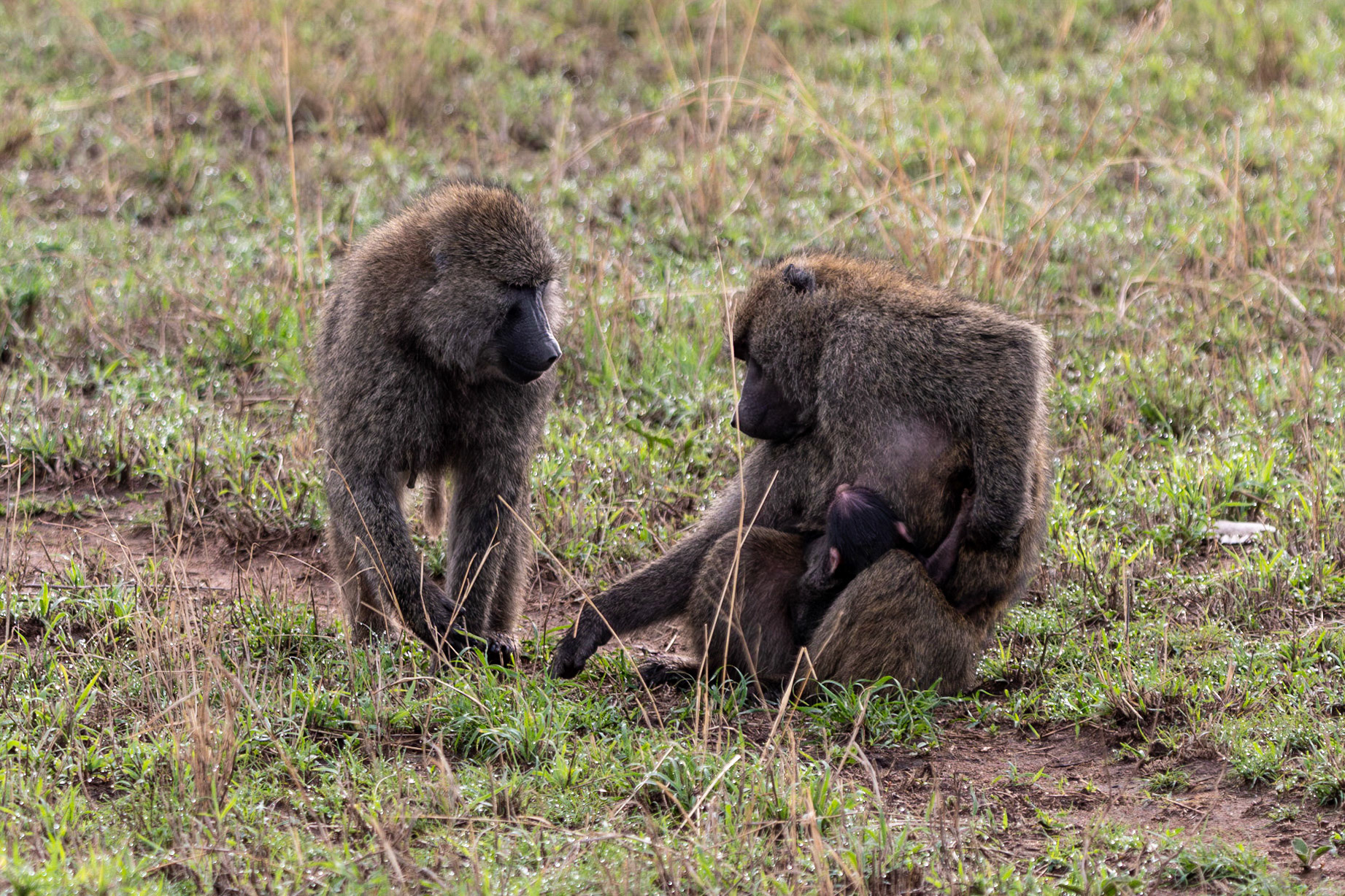Baboons, Serengeti, Tanzania