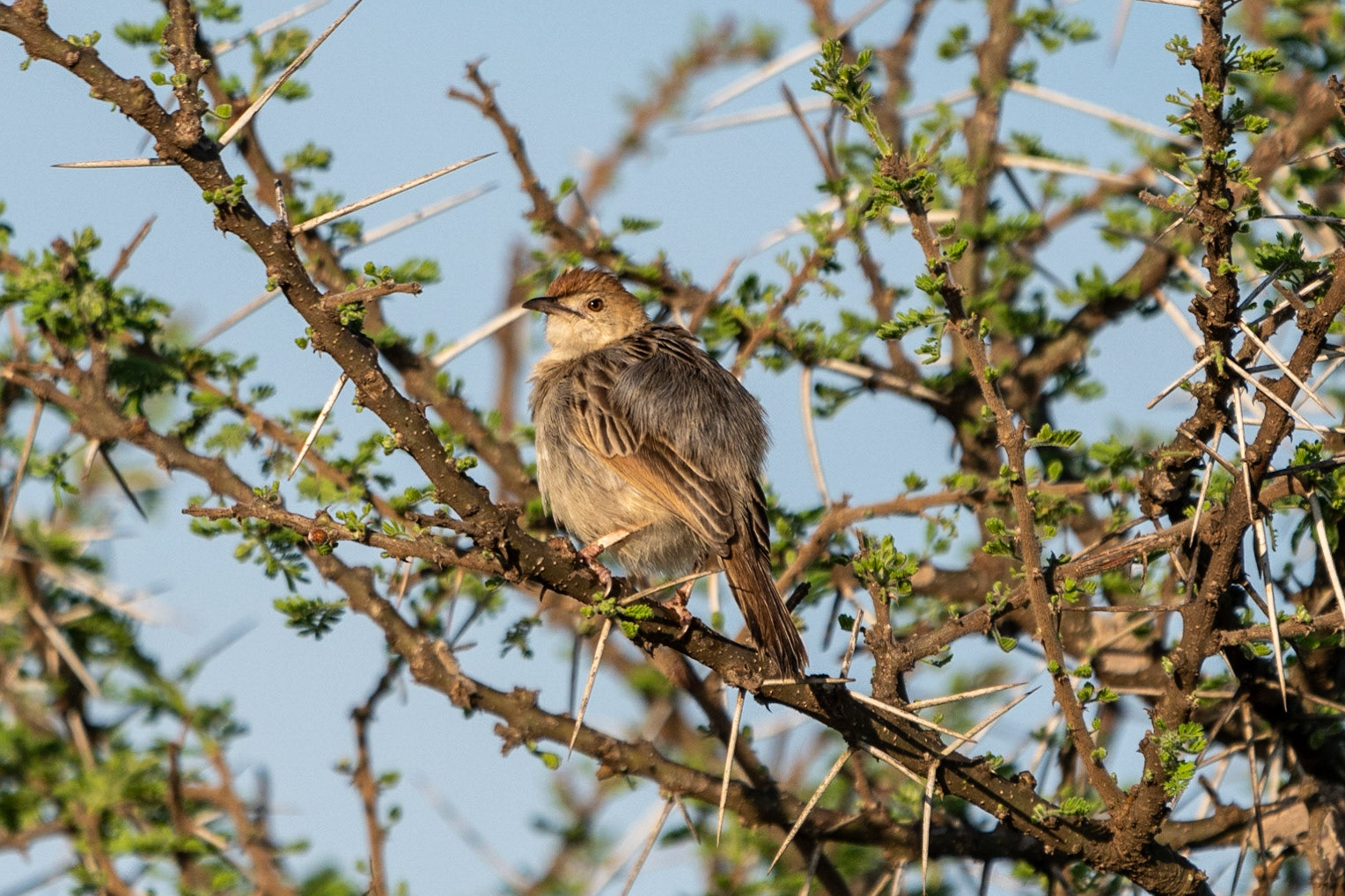 Stout Cisticola, Serengeti