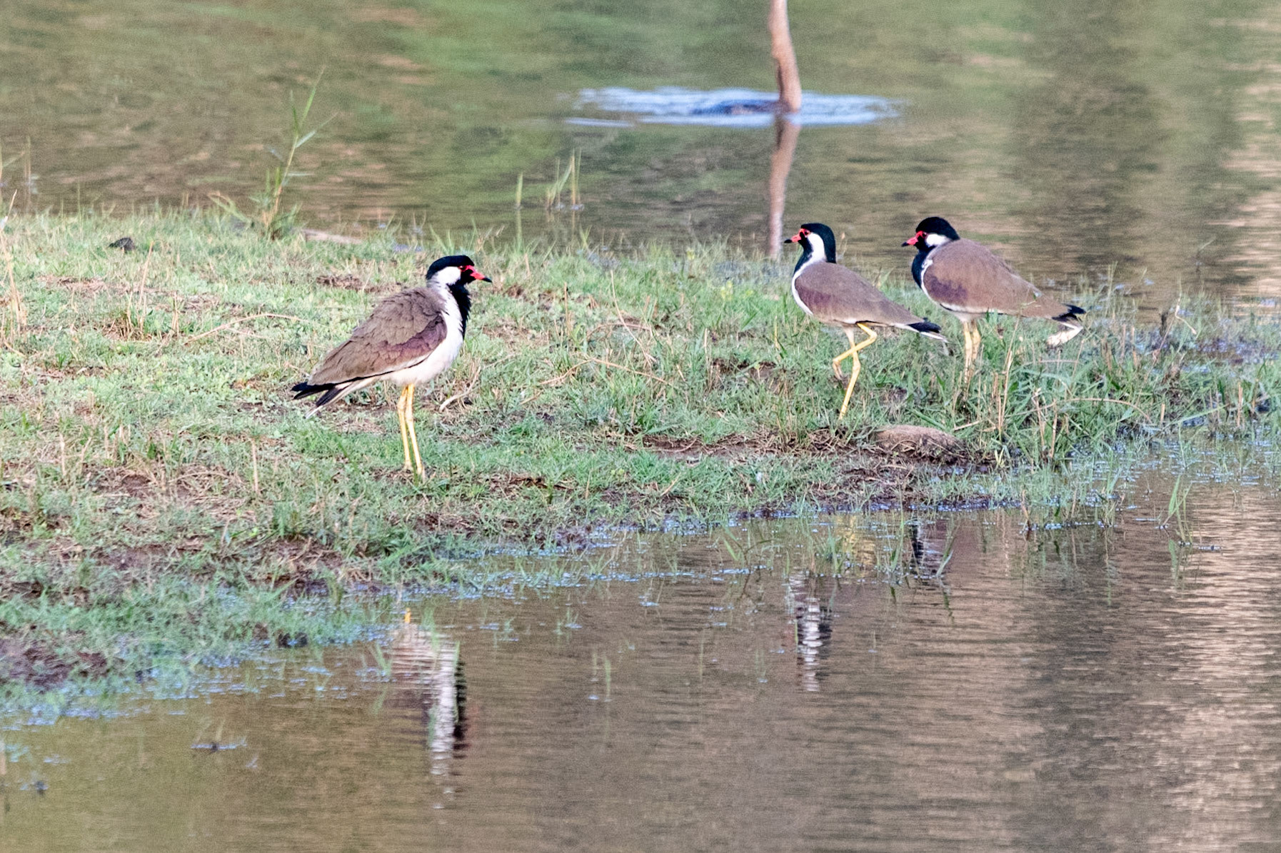 Red-wattled Lapwings, Nagarahole