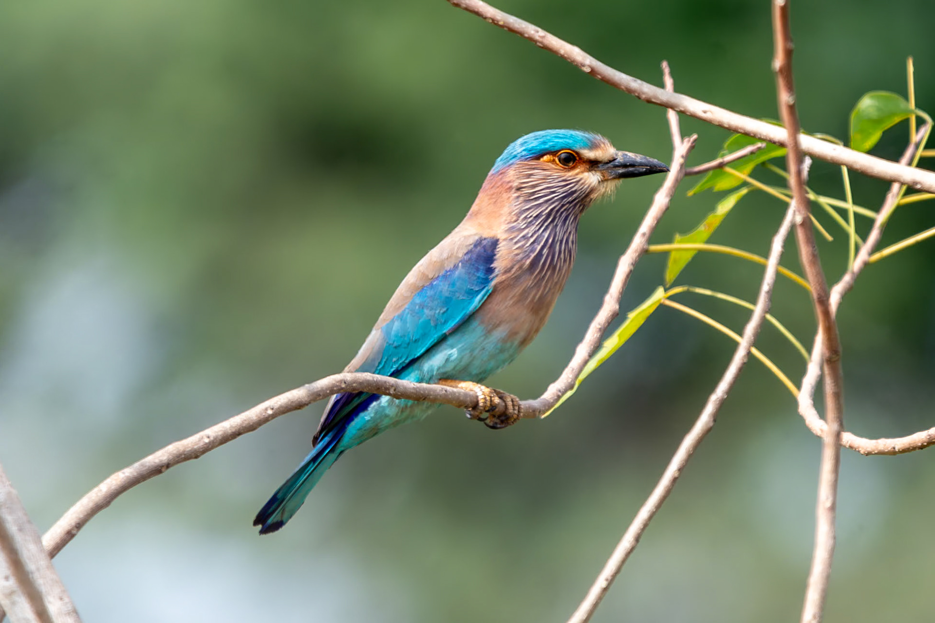 Indian Roller, en route to Thanjavur