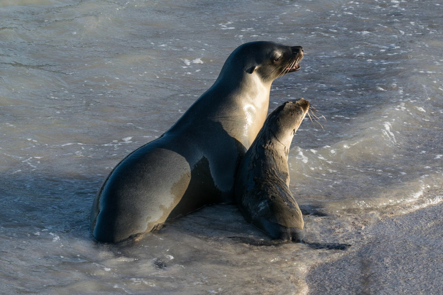 Sea Lions, Santa Fe